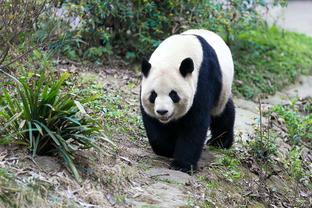 开云电子怎么样